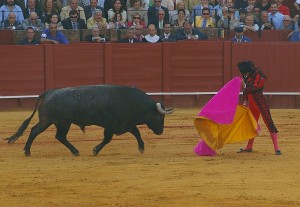 The toros, spanish tradition